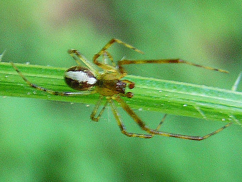 spider Theridion agrifoliae, Green Point, Clallam County, Washington