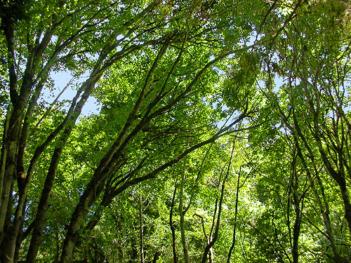 bigleaf maple canopy by creek, Green Point, Clallam County, Washington