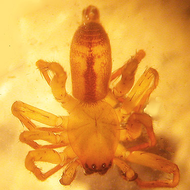 female spider Clubiona pacifica, Green Point, Clallam County, Washington