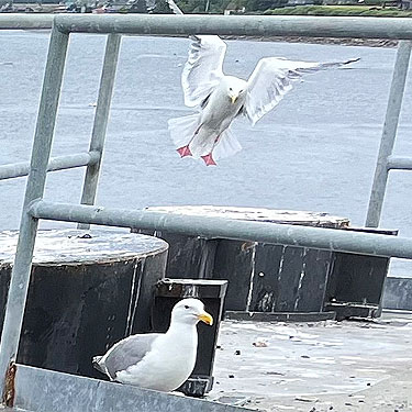 Gulls on Kingston ferry dock, Kitsap County, Washington