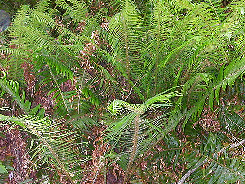 sword fern understory, Green Point, Clallam County, Washington
