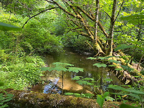 Siebert Creek, Green Point, Clallam County, Washington