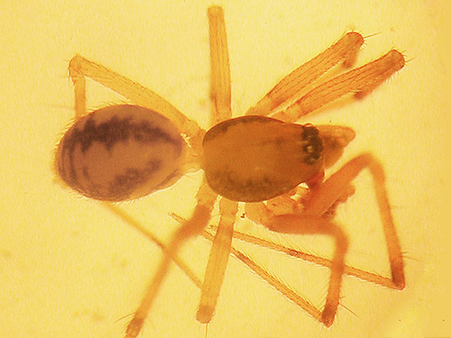 unknown species of microspider Linyphantes, Green Point, Clallam County, Washington