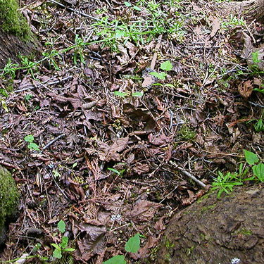 maple leaf litter in crotch by creek, Green Point, Clallam County, Washington