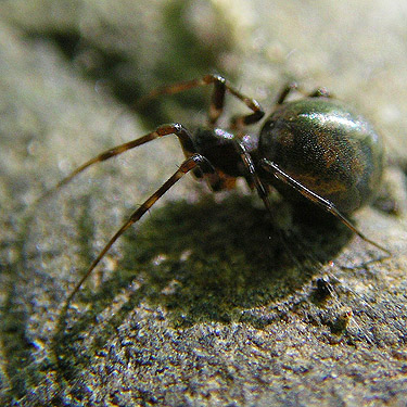 spider Bathyphantes malkini under gravel bar rock, Green Point, Clallam County, Washington