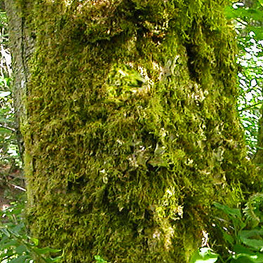 mossy maple trunk, Green Point, Clallam County, Washington