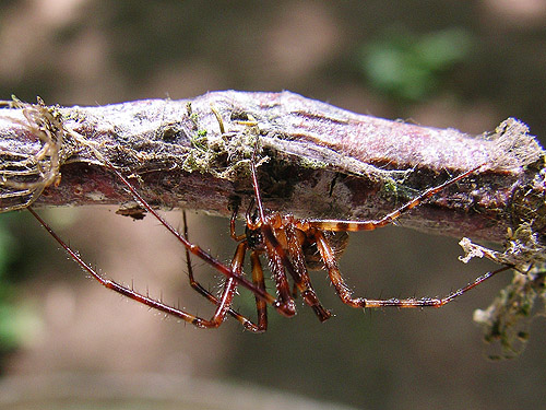 Pimoa altioculata spider, Green Point, Clallam County, Washington