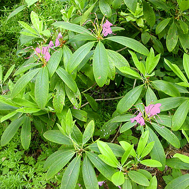 Rhododendron, Green Point, Clallam County, Washington