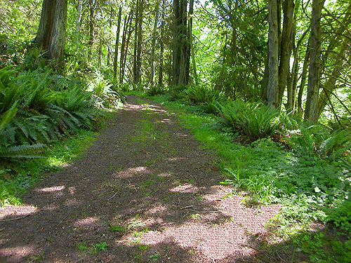 old road down from house to beach, Green Point, Clallam County, Washington
