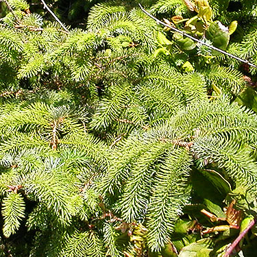 Sitka spruce foliage above beach, Green Point, Clallam County, Washington