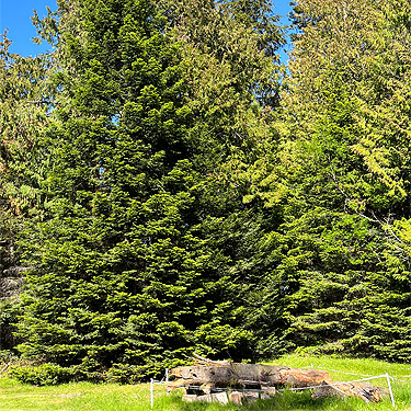 conifer foliage at edge of house yard, Green Point, Clallam County, Washington