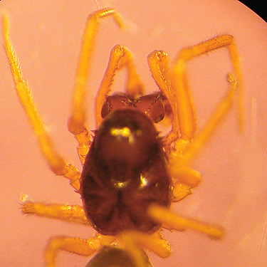 male spider Erigone aletris from conifers, near Jones Creek, Pe Ell-McDonald Road, Lewis County, Washington
