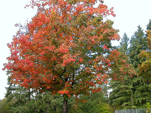 fall color in freeway rest area, northern Lewis County, Washington on 8 October 2023
