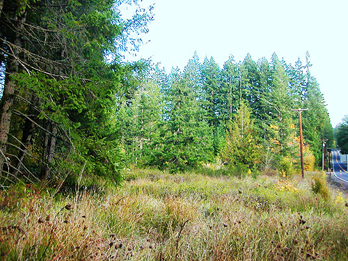 Douglas-fir along edge of open field, near Jones Creek, Pe Ell-McDonald Road, Lewis County, Washington