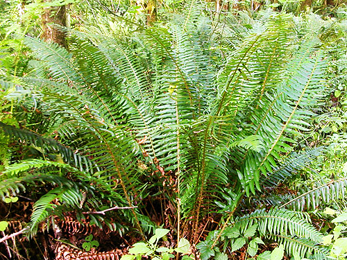 understory sword fern foliage, Halfway Creek, Lewis County, Washington