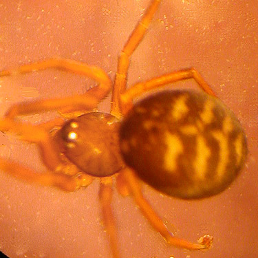 female spider Dipoena lana from moss, Halfway Creek, Lewis County, Washington