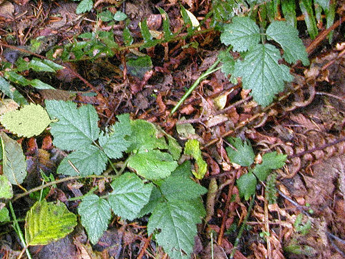 alder leaf litter, Halfway Creek, Lewis County, Washington