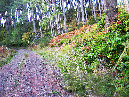 open timber road into Manke property, near Jones Creek, Pe Ell-McDonald Road, Lewis County, Washington