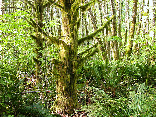 mossy alder tree, Halfway Creek, Lewis County, Washington