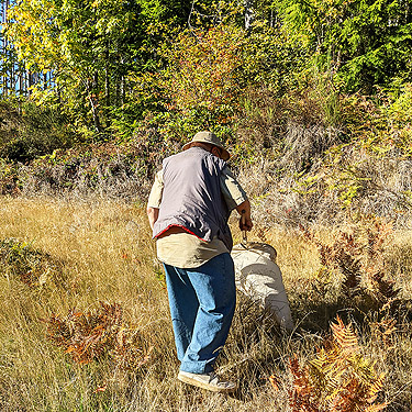 Rod Crawford sweeping grass at clearcut edge, Halfway Creek, Lewis County, Washington