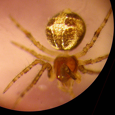 Theridion simile spider from conifer foliage, near Jones Creek, Pe Ell-McDonald Road, Lewis County, Washington