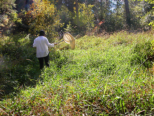 Sayna Parsi sweeping marsh meadow, Halfway Creek, Lewis County, Washington