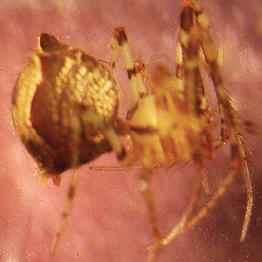 female spider Ero tuberculata from Scots broom, near Jones Creek, Pe Ell-McDonald Road, Lewis County, Washington