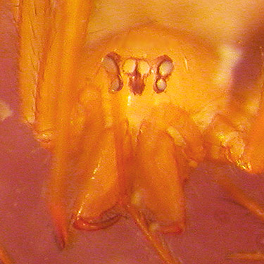 eyes-face of spider Usofila pacifica from Halfway Creek, Lewis County, Washington