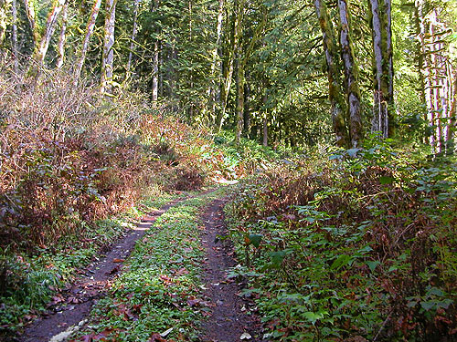 bend in the forest road, mountain above Halford, Snohomish County, Washington