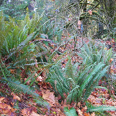 sword fern understory, near Eagle Falls, Snohomish County, Washington