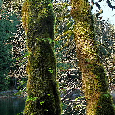 mossy maple trunks near Eagle Falls, Snohomish County, Washington