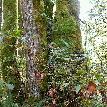 mossy maple trunks in forest, mountain above Halford, Snohomish County, Washington