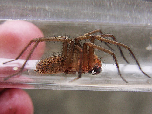 male hobo spider Tegenaria agrestis, Eastmont Junior High School, East Wenatchee, Washington