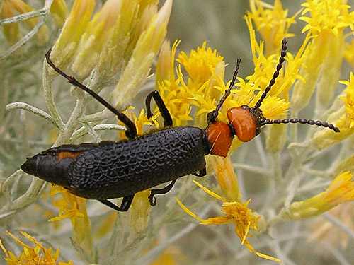 beetle Lytta vulnerata Meloidae on rabbit brush, Hamilton Cemetery Trailhead, East Wenatchee, Washington