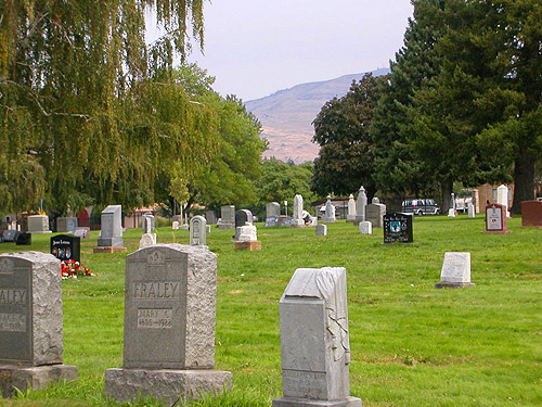 spider collecting in Wenatchee Cemetery, Washington in September 2023
