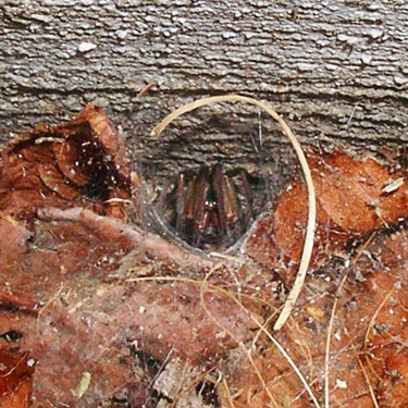 web retreat of hobo spider Tegenaria agrestis, Eastmont Junior High School, East Wenatchee, Washington
