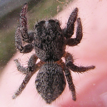 jumping spider Habronattus hirsutus penultimate male, Hamilton Cemetery Trailhead, East Wenatchee, Washington