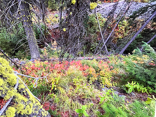 rope ladder down to creek, ravine of Squilchuck Creek, Mission Ridge Ski Resort, Chelan County, Washington