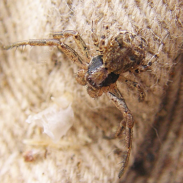 juvenile Xysticus crab spider, Hamilton Cemetery Trailhead, East Wenatchee, Washington