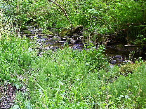 creek in Hard Scrabble Falls Gulch, Whatcom County, Washington