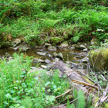 creek in Hard Scrabble Falls Gulch, Whatcom County, Washington