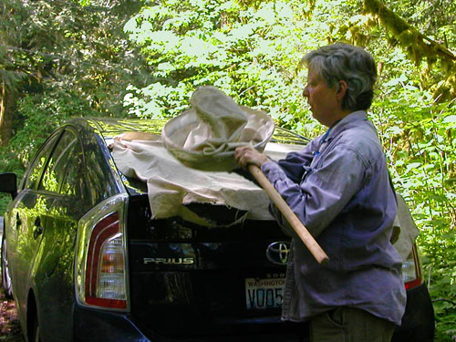 Laurel Ramseyer prepares to sift moss, Hard Scrabble Falls Gulch, Whatcom County, Washington