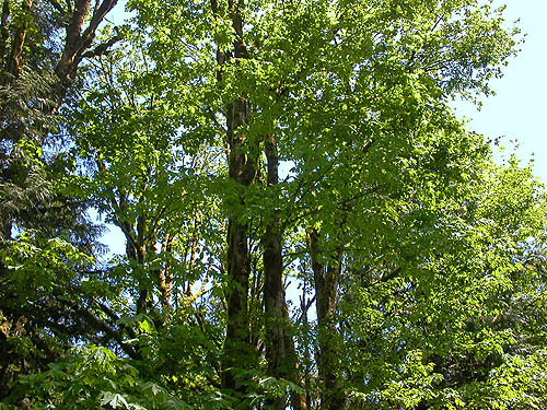 bigleaf maple trees, Hard Scrabble Falls Gulch, Whatcom County, Washington