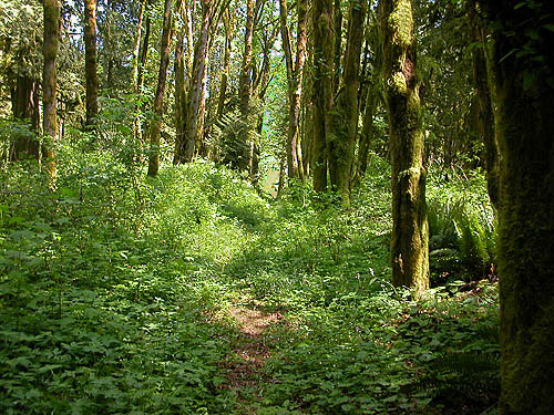 beautiful open shady mixed forest, Hard Scrabble Falls Gulch, Whatcom County, Washington