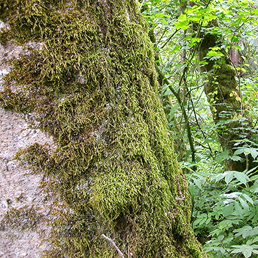 mossy maple tree, Bertrand Creek at road, Whatcom County, Washington