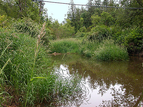Bertrand Creek with marsh habitats, Whatcom County, Washington