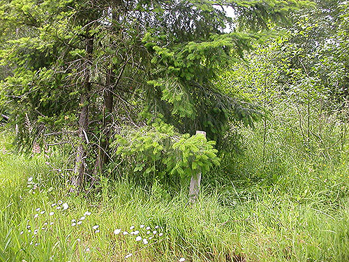 conifer and field habitats, H Street Road X Kettle Way, Whatcom County, Washington