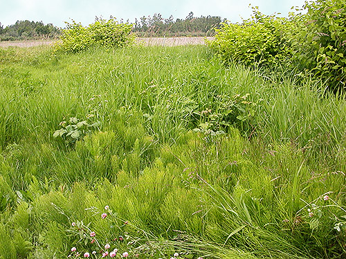 grassy field, Harksell Road at Nooksack River, Whatcom County, Washington