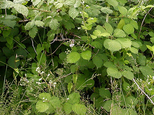 horrible invasive blackberry thicket, Harksell Road at Nooksack River, Whatcom County, Washington