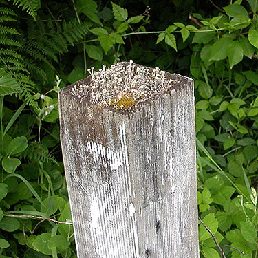 lichen on a post, H Street Road X Kettle Way, Whatcom County, Washington